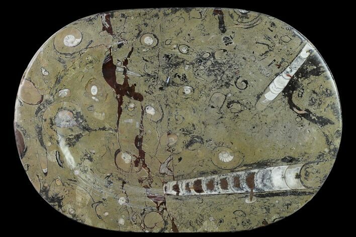 Fossil Orthoceras & Goniatite Oval Plate - Stoneware #133571